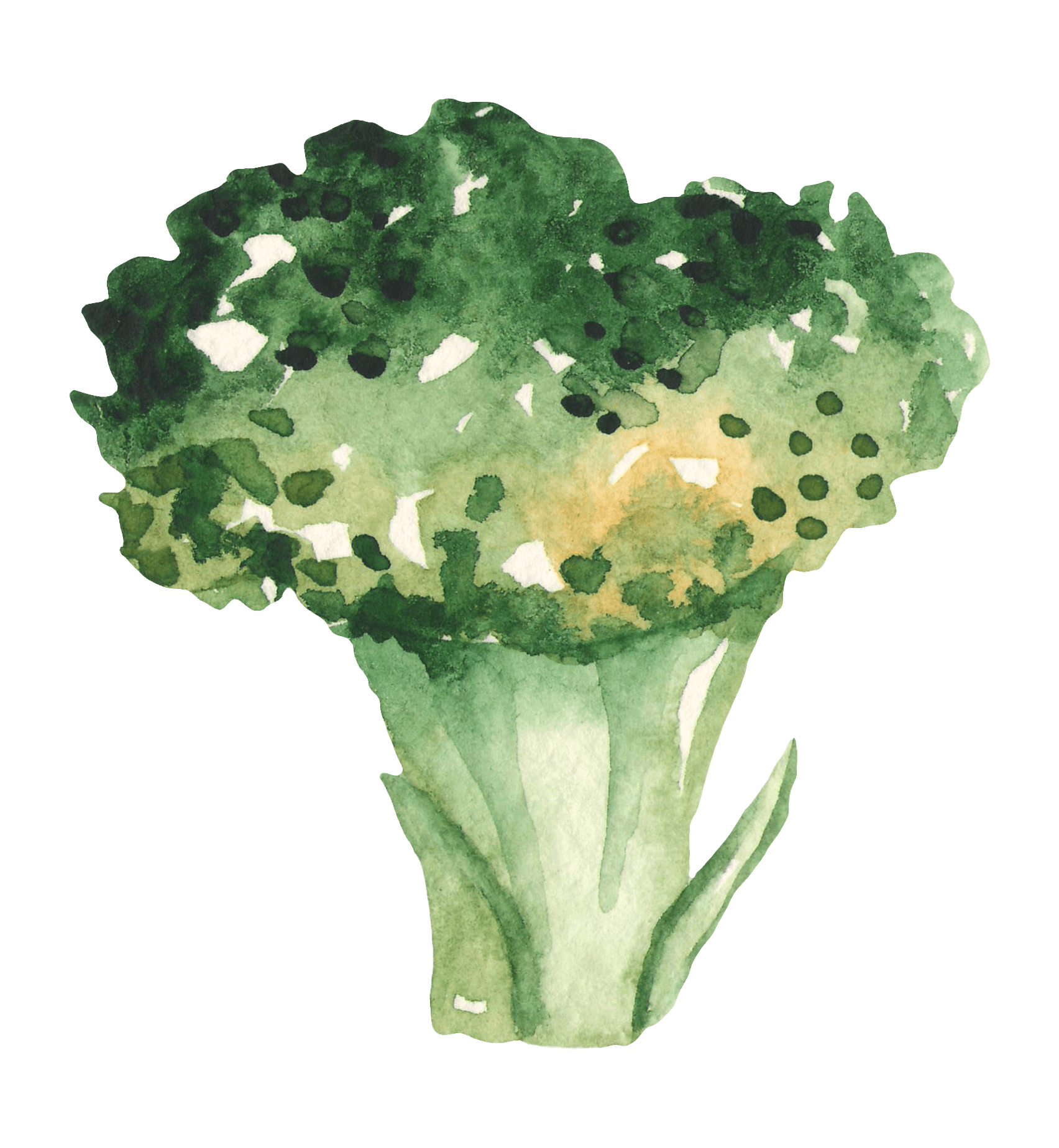 Broccoli als grafisches Element bei Bee Planty