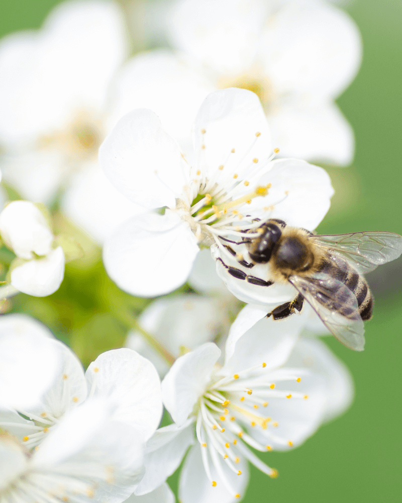 Bild von einer Biene auf einer weißen Blüte
