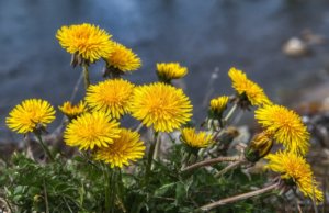 dandelion, flowers, yellow