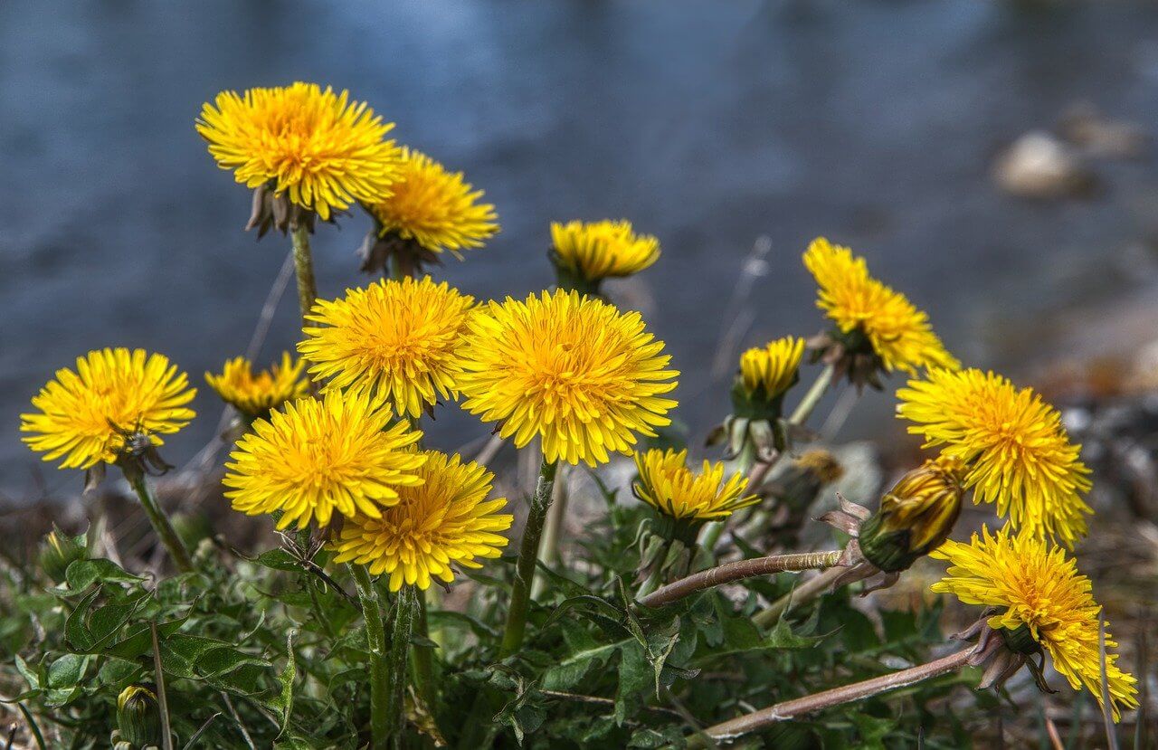 dandelion, flowers, yellow